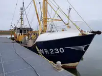 Shrimp, Beamtrawler