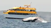 Passenger / Whale Watching Catamaran